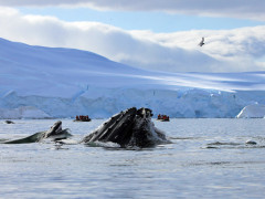 Humpback whale in Antarctic Peninsula