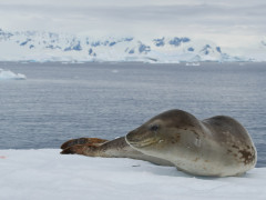 Leopard seal in Antarctic Peninsula
