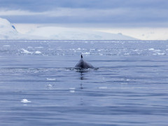 Minke whale in Antarctic Peninsula