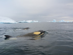 Orca in Antarctic Peninsula
