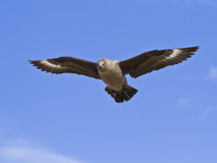 South Polar skua in Antarctic Peninsula