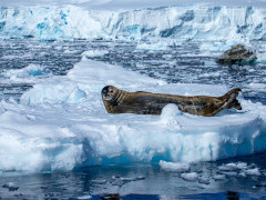 Weddell seal in Antarctic Peninsula