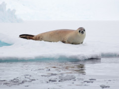 Weddell seal in Antarctic Peninsula