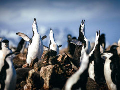 Chinstrap penguins in Antarctica.