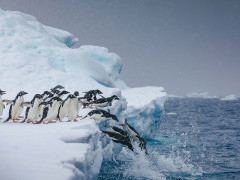 Adelie Penguins in Antarctica.