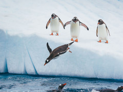Adelie penguins diving in Antarctica.