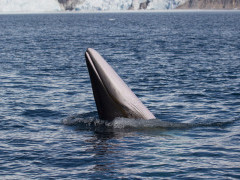 Antarctic minke whale