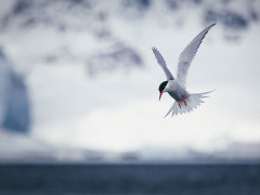 Atlantic tern in Antarctica.