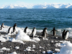 Adelie penguins in Antarctica