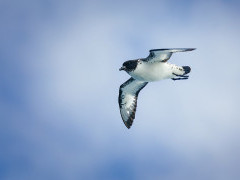 Cape petrel in Antarctica.