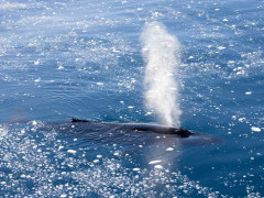 Humpback whale in Antarctica.