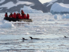 Zodiac and gentoo penguins in Cierva Cove, Antarctica
