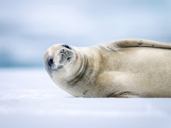 Crabeater seal in Antarctica