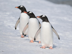 Gentoo penguins in Antarctica