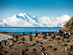 Chinstrap penguin colony on Deception Island, Antarctica