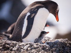 Gentoo penguin with chick in Antarctica.