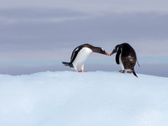 Gentoo penguin in Antarctica