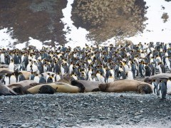 King penguin colony in Antarctica