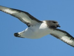 Pintado petrel in Antarctica