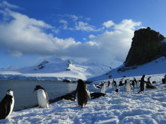 Chinstrap penguin in Half Moon Island, Antarctica.