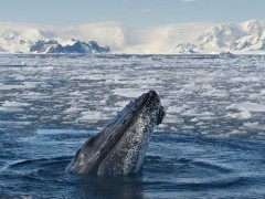 Humpback whale in Antarctica