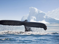Humpback whale in Antarctica
