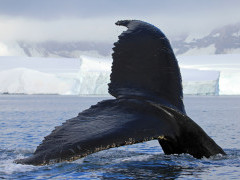 Humpback whale in Antarctica