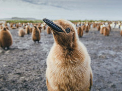 King penguin chick in Antarctica.