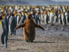 King penguins in Antarctica.