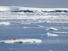 Gentoo penguin in Lemaire Channel, Antarctica.