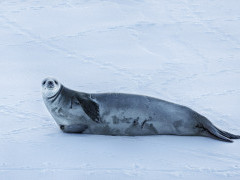 Leopard seal in Lemaire Channel, Antarctica.