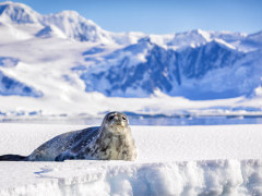Leopard seal in Antarctica