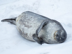 Leopard seal in Antarctica