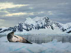 Leopard seal in Antarctica.