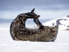 Leopard seal in Antarctica.