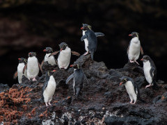 Eastern rockhopper penguin in Macquarie Island