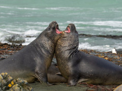 Elephant seal in Macquarie Island