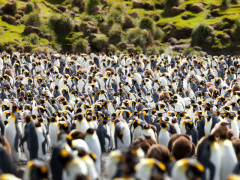 King penguin colony in Macquarie Island