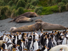 Royal penguin and elephant seal in Macquarie Island