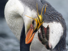 Royal penguin in Macquarie Island