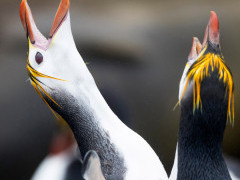 Royal penguin in Macquarie Island