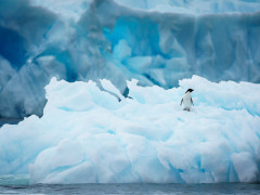 Adelie penguin in Antarctica.