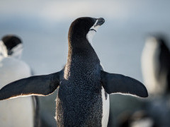 Chinstrap penguin in Antarctica.