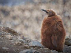 King penguin chick in Antarctica.