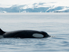 Orca in Antarctica.
