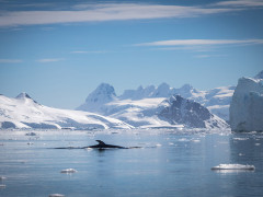 Minke Whale in Antarctica.