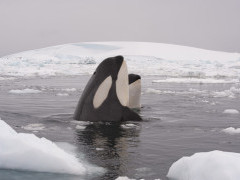 Orca in Antarctica
