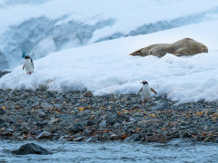 Gentoo penguin and Weddell seal in Paradise Harbour, Antarctica