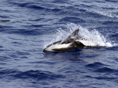 Hourglass dolphin in Antarctica