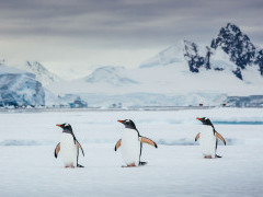 Penguins in Antarctica.